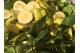 Aceite Esencial de Limón - Jabón de Mallorca