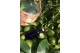 Lemon Petitgrain Essential Oil - Jabón de Mallorca