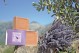 Olive Oil Natural Soap with Lavender- Mallorca Soap